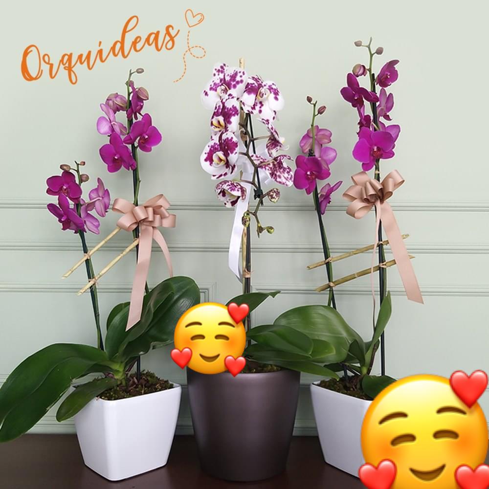 Orquídea para Mamá - Tienda de Regalos El Salvador