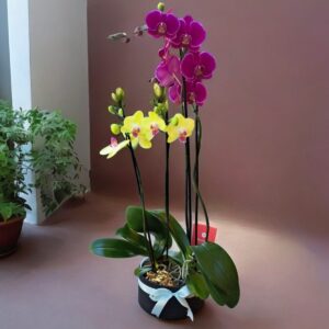 Orquidea de regalo