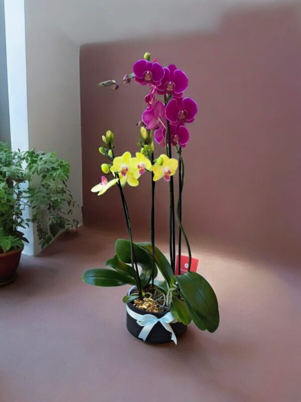 Orquidea de regalo